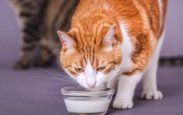 主人要学会帮猫“挑食”